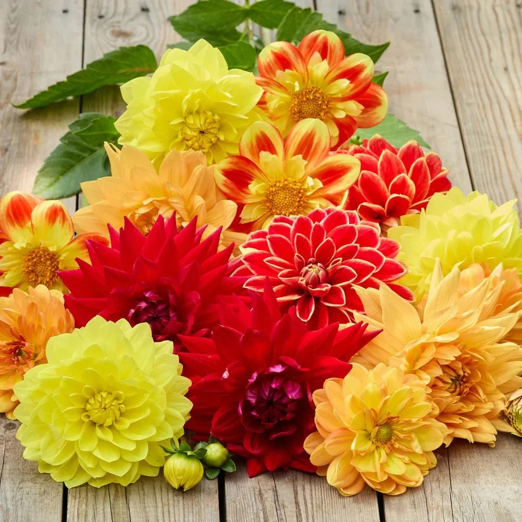 Longfield Gardens Dahlia Collections Assorted Colors, 12-count