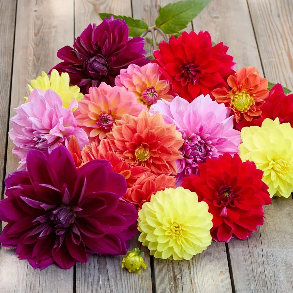 Longfield Gardens Dahlia Collections Assorted Colors, 12-count