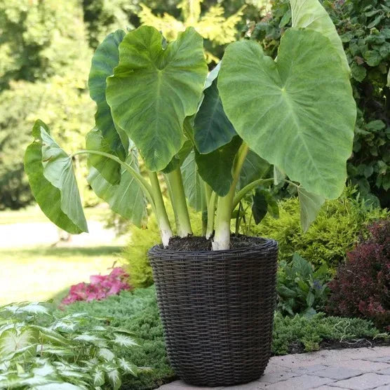 Longfield Gardens Elephant Ear Collections