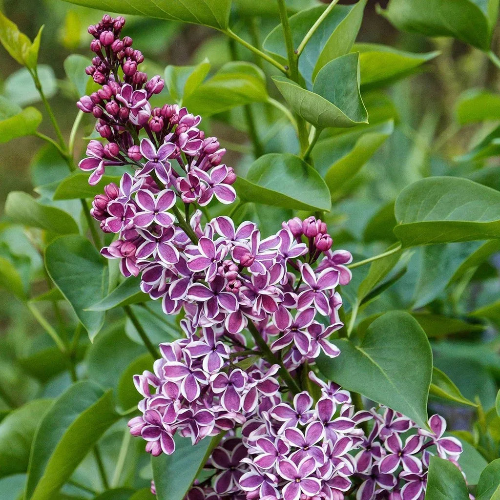 Longfield Gardens Lilac’s