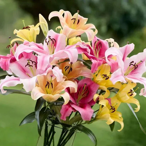 Longfield Gardens Lily Collections, 35-count