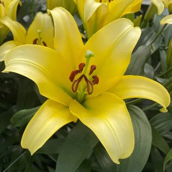 Longfield Gardens Lily Collections, 35-count