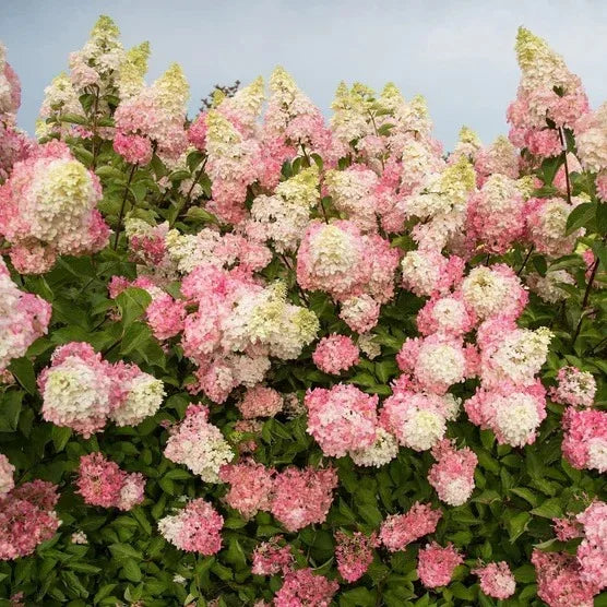 Longfield Gardens Pink/Red Hydrangea’s