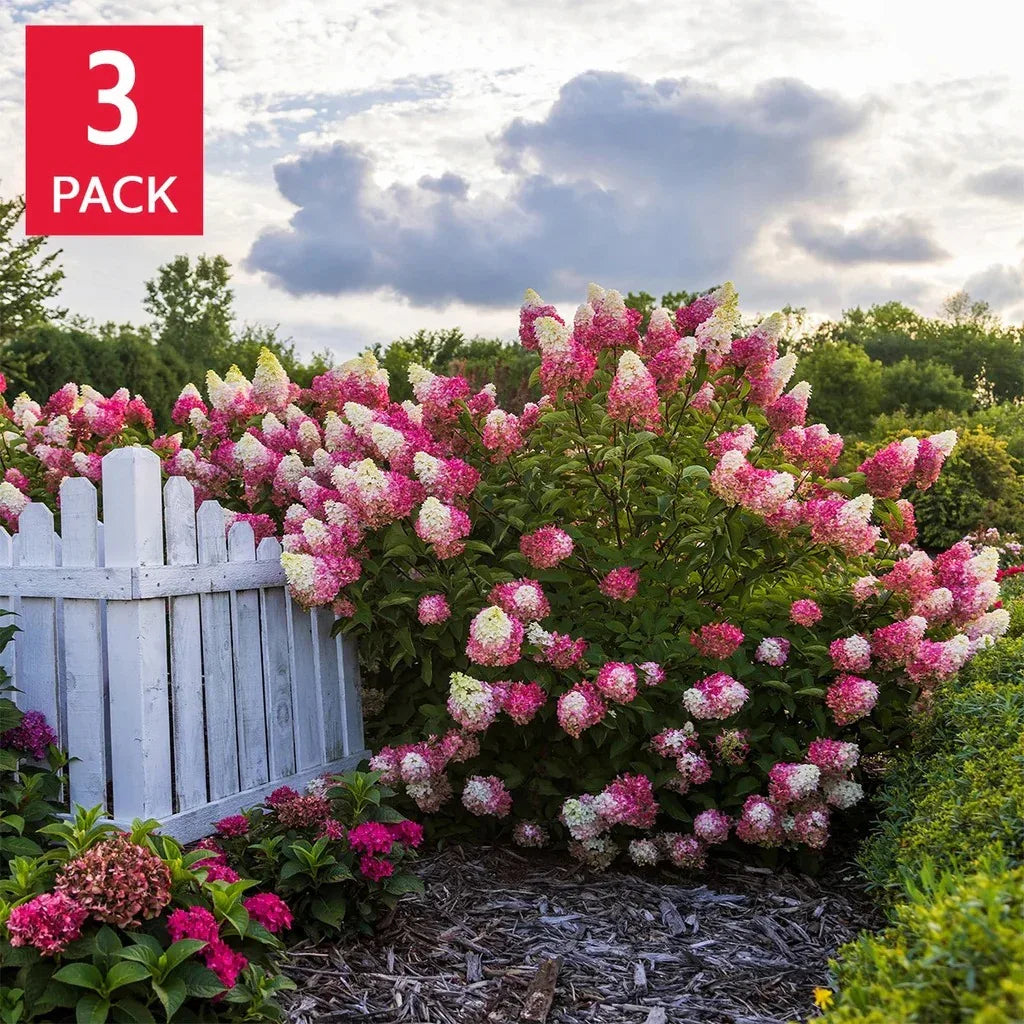 Longfield Gardens Pink/Red Hydrangea’s