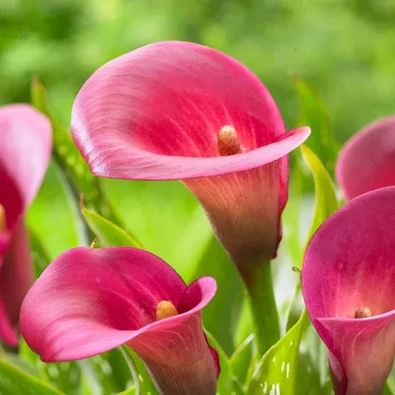 Longfield Gardens Sun Loving Collections