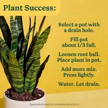 Indoor potting mix with snake plant in pot, planting steps shown