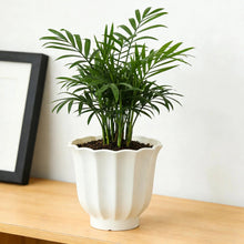 Cream fluted round resin planter holding a green potted plant
