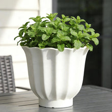 Cream fluted round resin planter with leafy green herbs