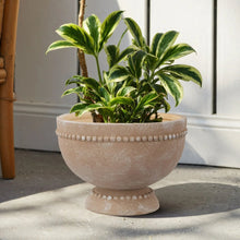 Cream ceramic bowl-style plant pot on pedestal base with dotted rim pattern