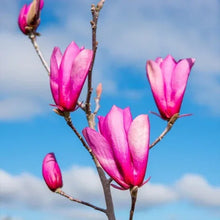 Magnolia flowers and buds in pink on bare branches