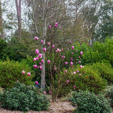 Magnolia tree with upright stems and pink buds and blossoms