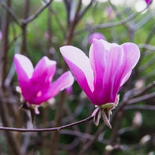 Magnolia bud and pink flower on branching stems