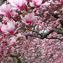 Magnolia tree canopy with dense clusters of pink flowers and buds
