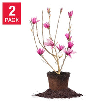 Magnolia tree in pot with pink blooms and buds, 2-pack