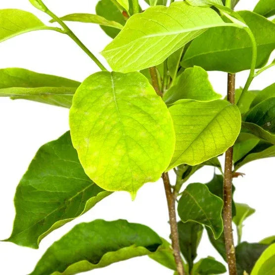 Magnolia Tree 3 Gallon, 2-pack - USA MEGA SHOP