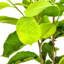 Magnolia tree leaves and green stems