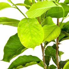 Magnolia tree leaves with bright green foliage on a woody stem