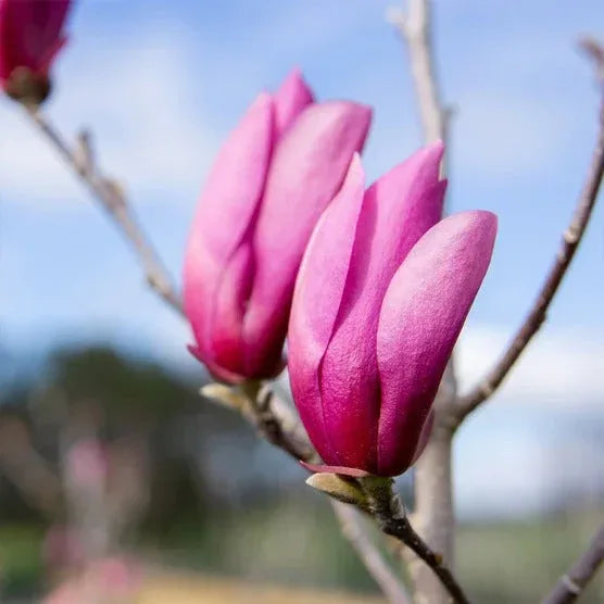 Magnolia Tree 3 Gallon, 2-pack - USA MEGA SHOP
