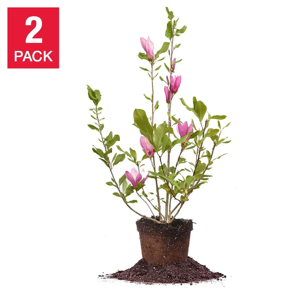 Magnolia Tree 3 Gallon, 2-pack - USA MEGA SHOP