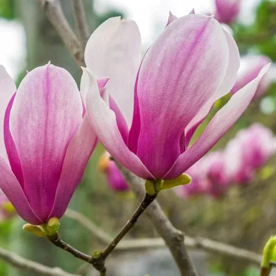 Magnolia Tree 3 Gallon, 2-pack - USA MEGA SHOP