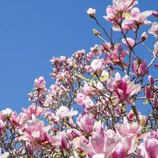 Magnolia Tree 3 Gallon, 2-pack - USA MEGA SHOP