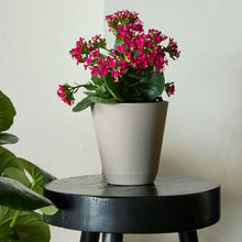 Beige self-watering resin planter holding blooming flowers
