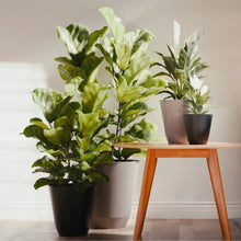 Multiple black resin self-watering planters with leafy plants on a bench