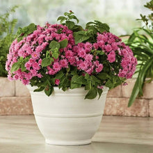 Off-white planter holding bright pink flowers with green leaves