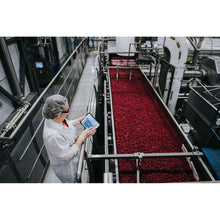 Cranberry processing line with worker and red fruit mash on a conveyor belt
