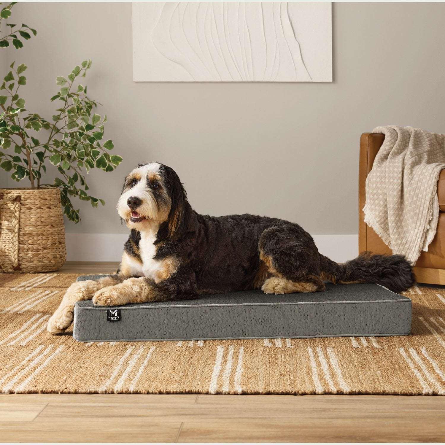 Member's Mark Lounger Pet Bed, 30"x40", Choose Color