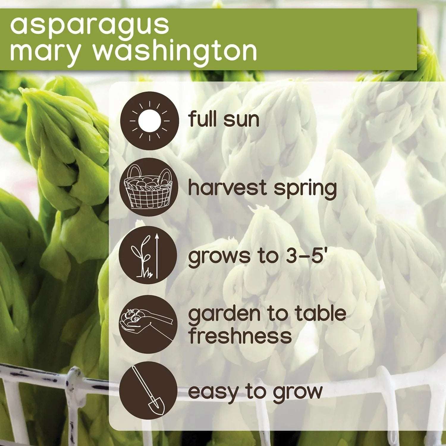 Member's Mark Asparagus Mary Washington, 24pk