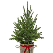 Member's Mark 48" Pre-Lit Topiary in Woven Basket