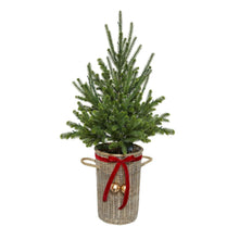 Member's Mark 48" Pre-Lit Topiary in Woven Basket