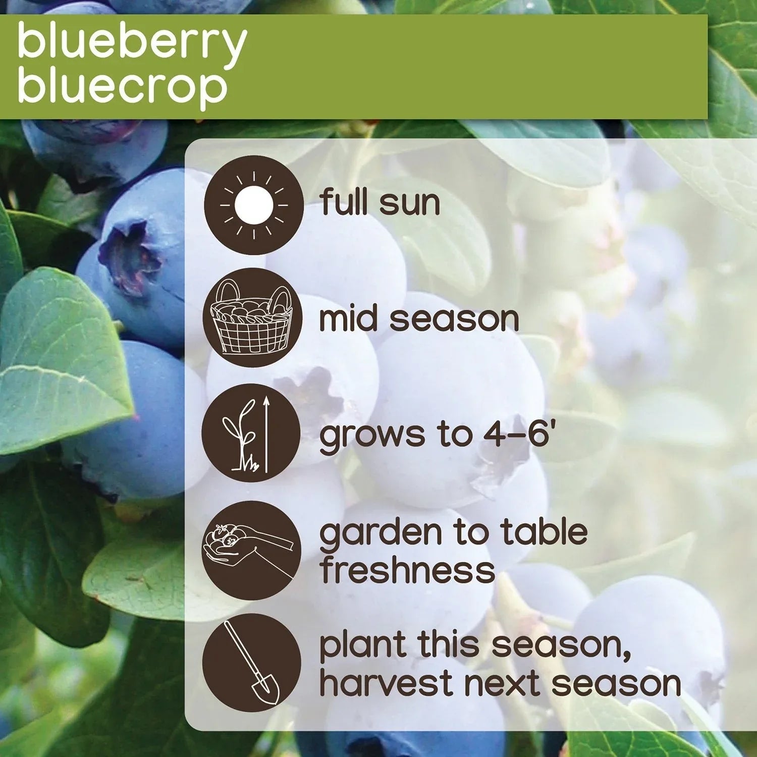 Member's Mark Blueberry Legacy & Bluecrop, 2pk