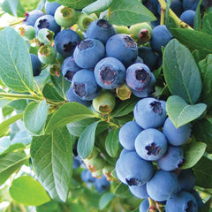 Member's Mark Blueberry Legacy & Bluecrop, 2pk