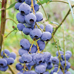Member's Mark Blueberry Legacy & Bluecrop, 2pk