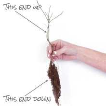 Hand planting a blueberry plant into the soil with roots exposed