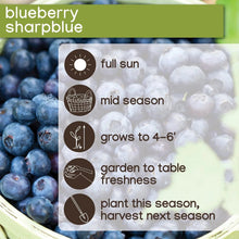 Blueberry variety info card for sharpblue with sun and harvest icons