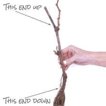 Hand holding a pruned grapevine stem with roots attached