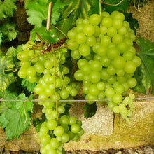 Seedless grape bunches on vines with green grapes and broad leaves