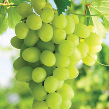 Cluster of green seedless grapes hanging from the vine with leaves