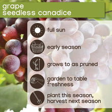 Seedless candice grape growing guide card with berry photo background