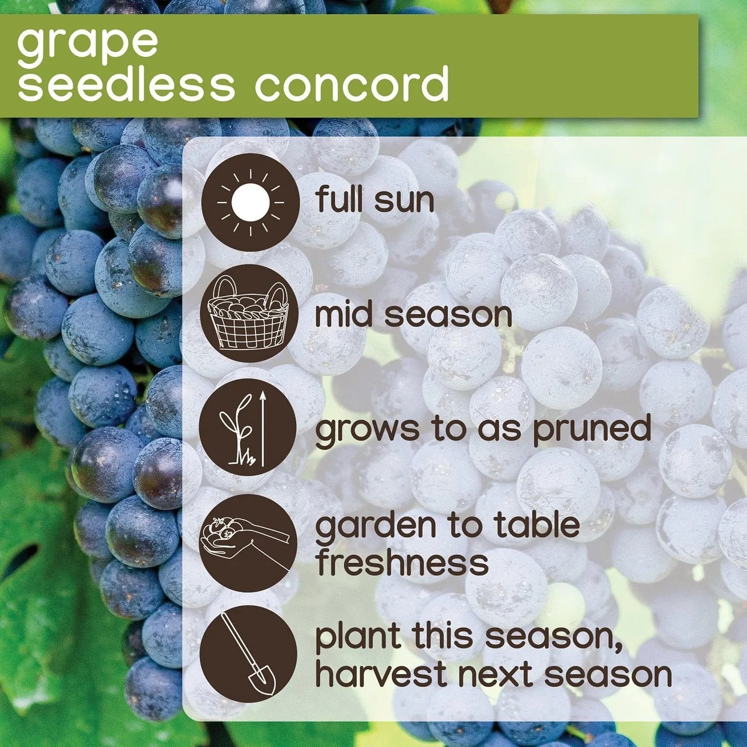 Member's Mark Grape Seedless Candice & Concord, 2pk