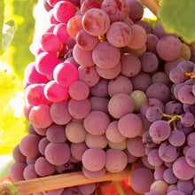 Mixed-color seedless grapes cluster in a bunch with small round berries
