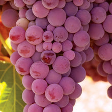 Purple and pink seedless grape bunch with rounded fruit and dense cluster