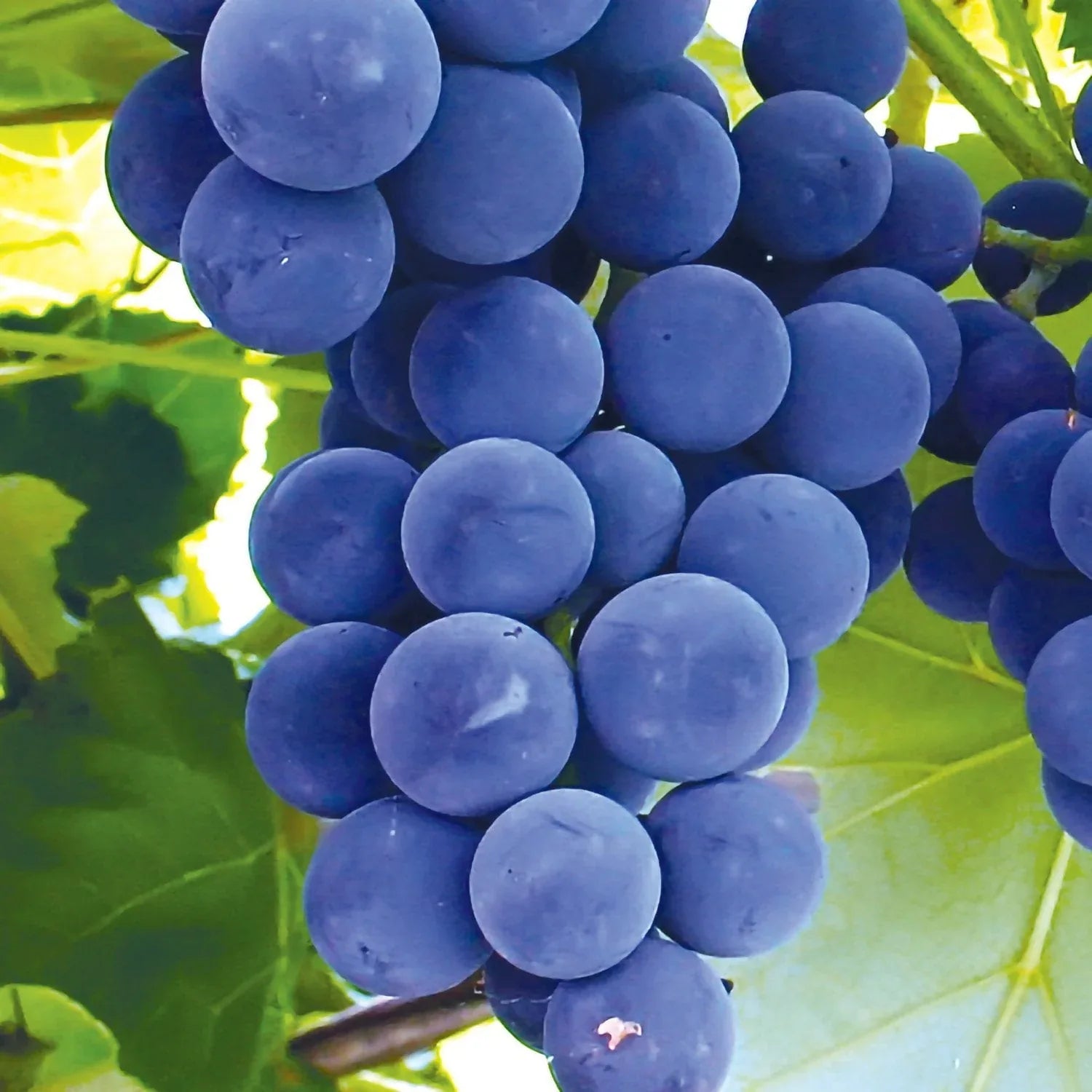 Member's Mark Grape Seedless Candice & Concord, 2pk