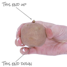 Hand holding a potato seed tuber with a small sprout