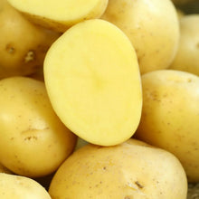 Yellow potato tubers, smooth oval shapes with light speckling
