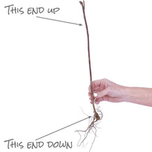 Raspberry planting diagram showing root orientation arrows