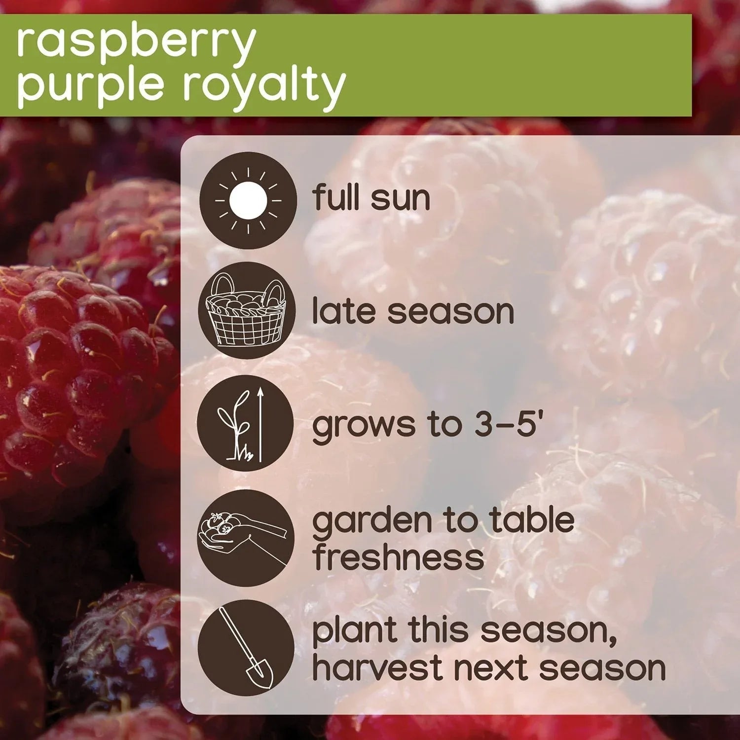 Member's Mark Raspberry Fall Gold & Purple Royalty, 2pk